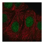 Merck Anti-ZRANB3 antibody produced in rabbit