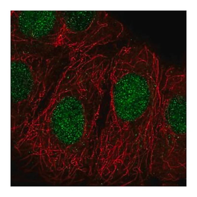 Merck Anti-ZRANB3 antibody produced in rabbit