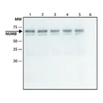 Merck Anti-NUMB (C-terminal) antibody produced in rabbit