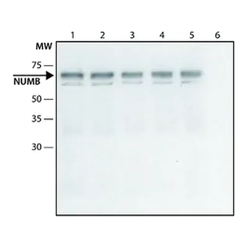 Merck Anti-NUMB (C-terminal) antibody produced in rabbit
