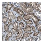 Merck Anti-ACTL9 antibody produced in rabbit