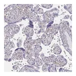Merck Anti-ENPP1 antibody produced in rabbit