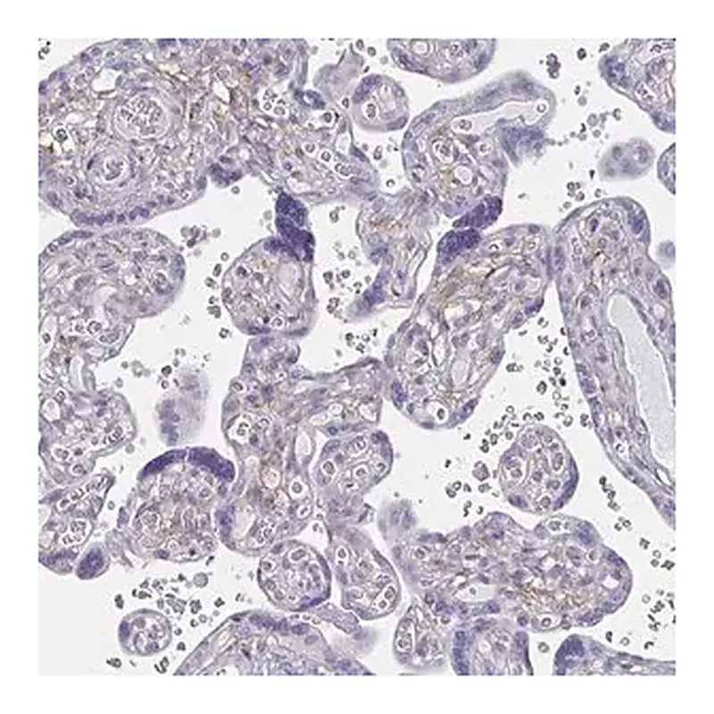 Merck Anti-ENPP1 antibody produced in rabbit