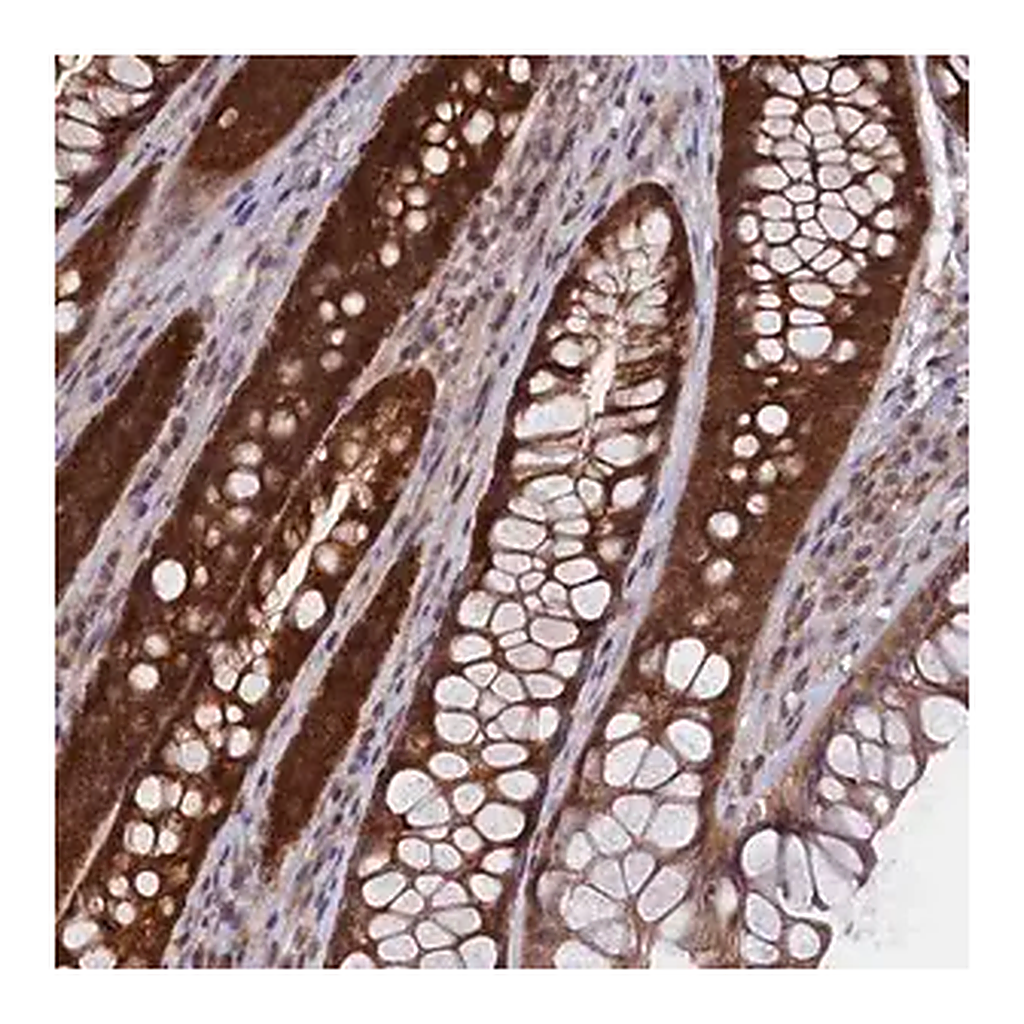 Merck Anti-HN1L antibody produced in rabbit