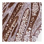 Merck Anti-HN1L antibody produced in rabbit