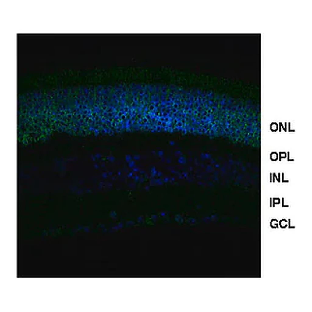Merck Anti-NRL (Neural Retina Leucine Zipper)