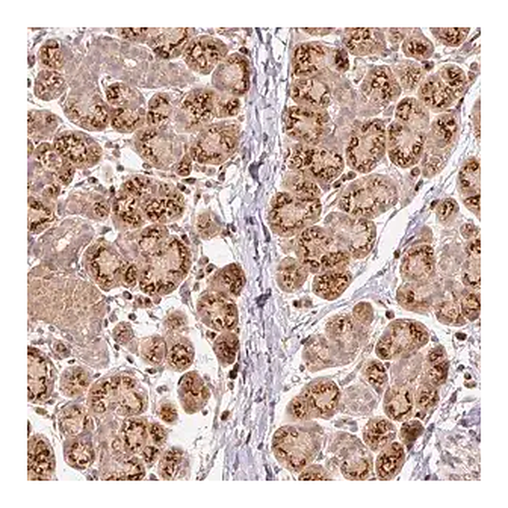 Merck Anti-FUT8 antibody produced in rabbit