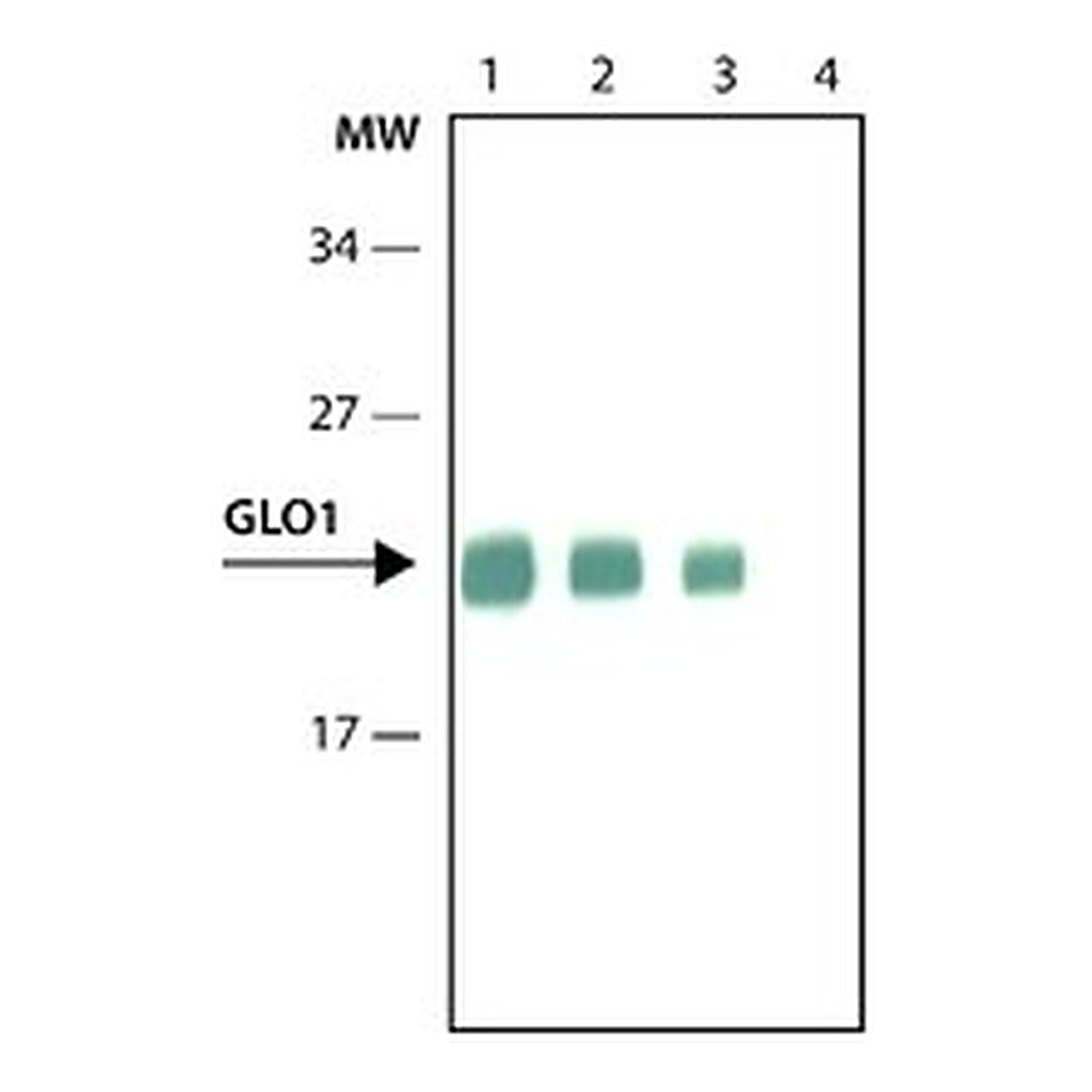 Merck Anti-Glyoxalase I antibody, Rat monoclonal
