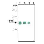 Merck Anti-Glyoxalase I antibody, Rat monoclonal