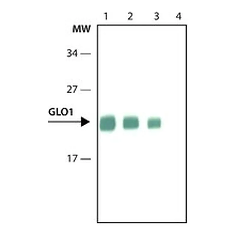 Merck Anti-Glyoxalase I antibody, Rat monoclonal