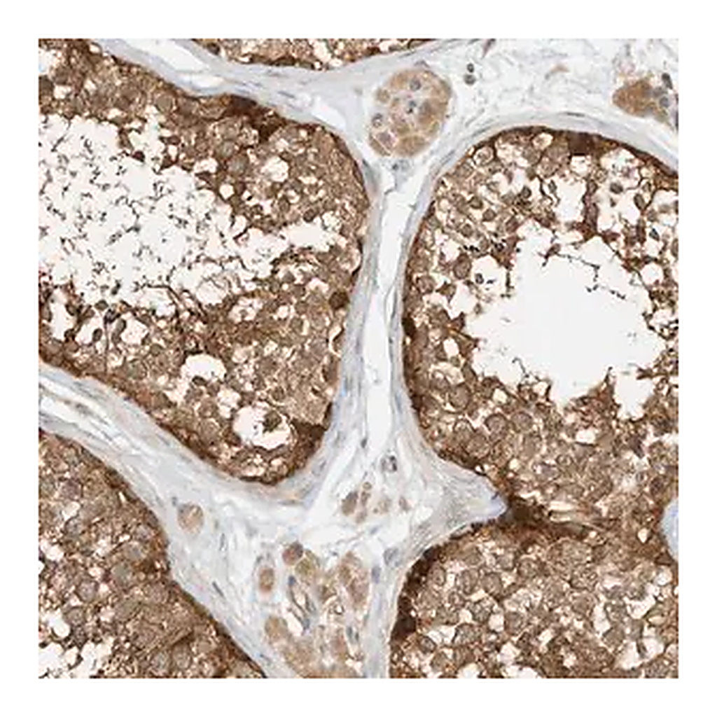 Merck Anti-OFD1 antibody produced in rabbit