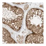 Merck Anti-OFD1 antibody produced in rabbit