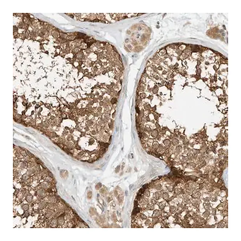 Merck Anti-OFD1 antibody produced in rabbit