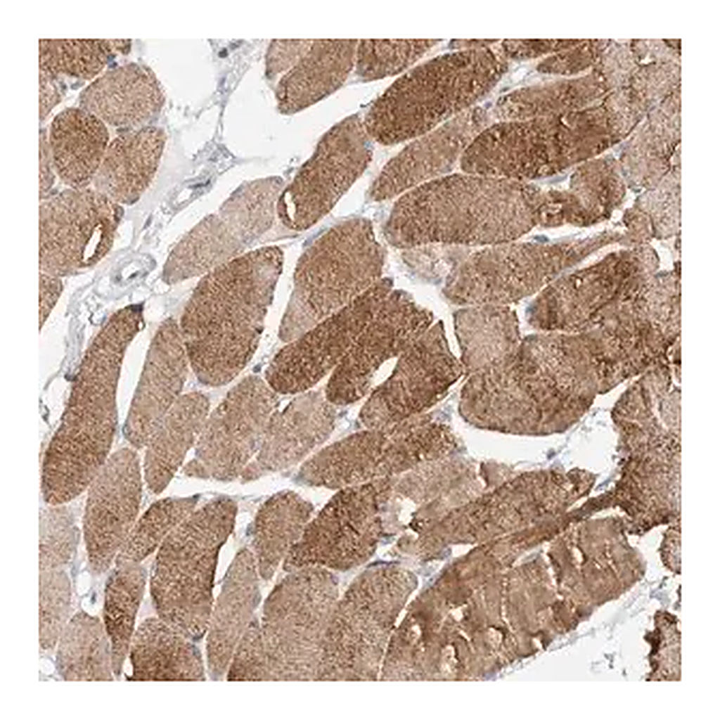 Merck Anti-TONSL antibody produced in rabbit