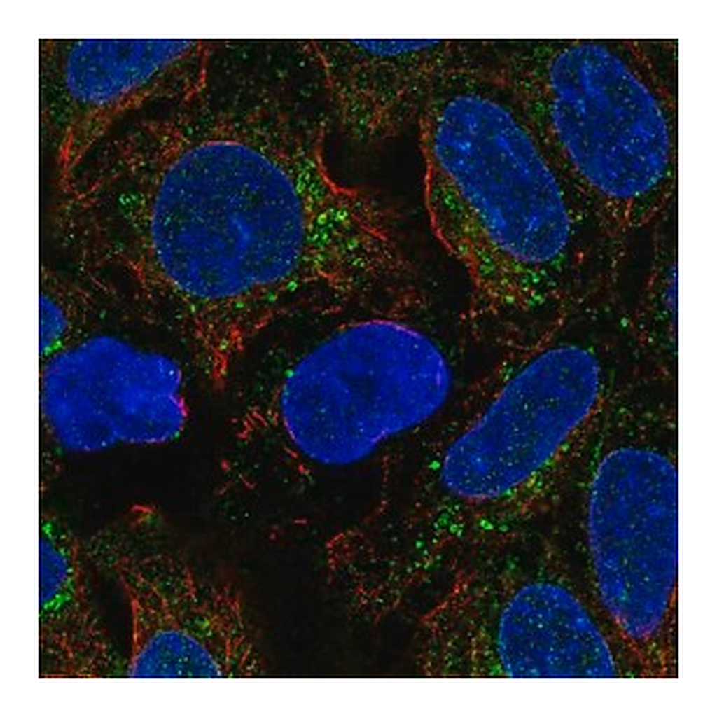 Merck Anti-BMP2 antibody produced in rabbit