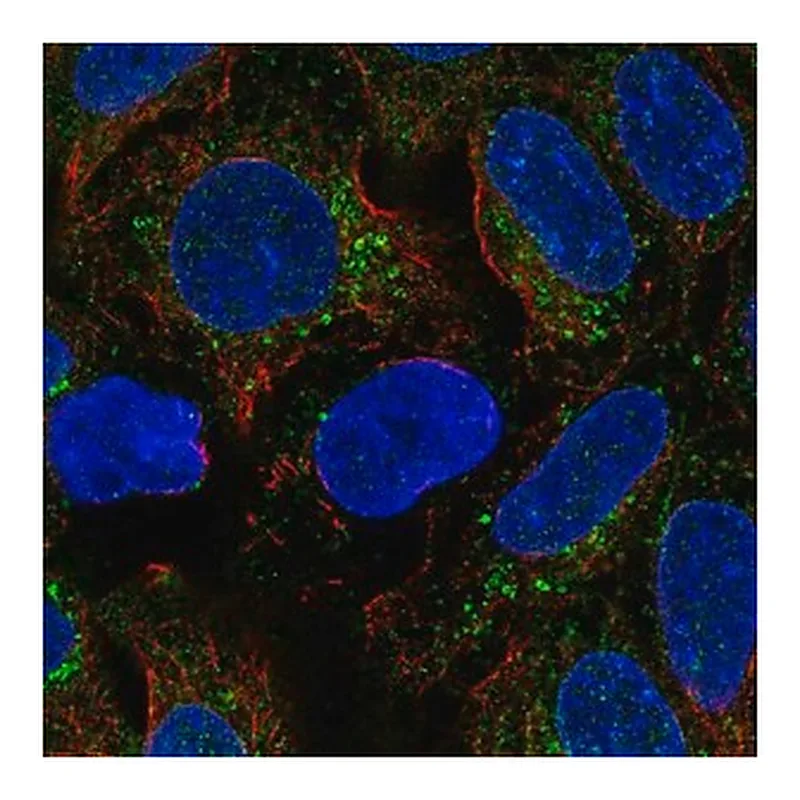 Merck Anti-BMP2 antibody produced in rabbit