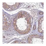 Merck Anti-ARL6IP1 antibody produced in rabbit