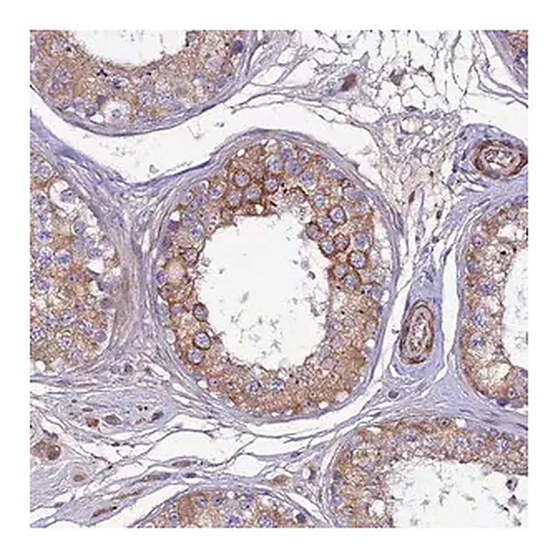Merck Anti-ARL6IP1 antibody produced in rabbit