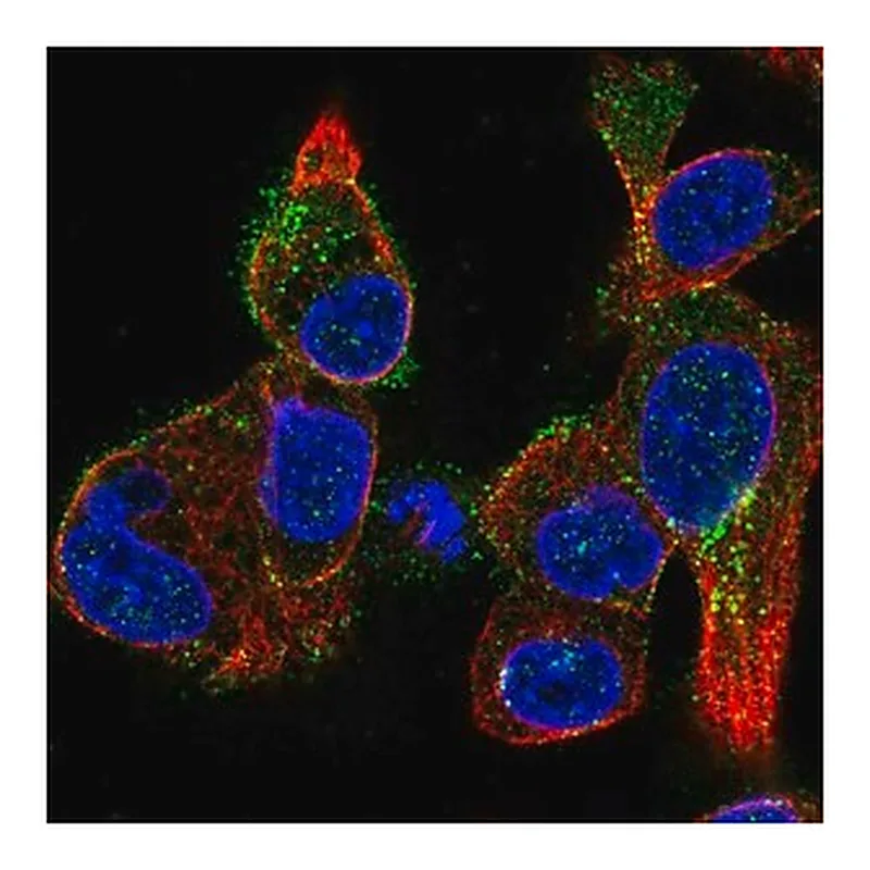 Merck Anti-KISS1R antibody produced in rabbit