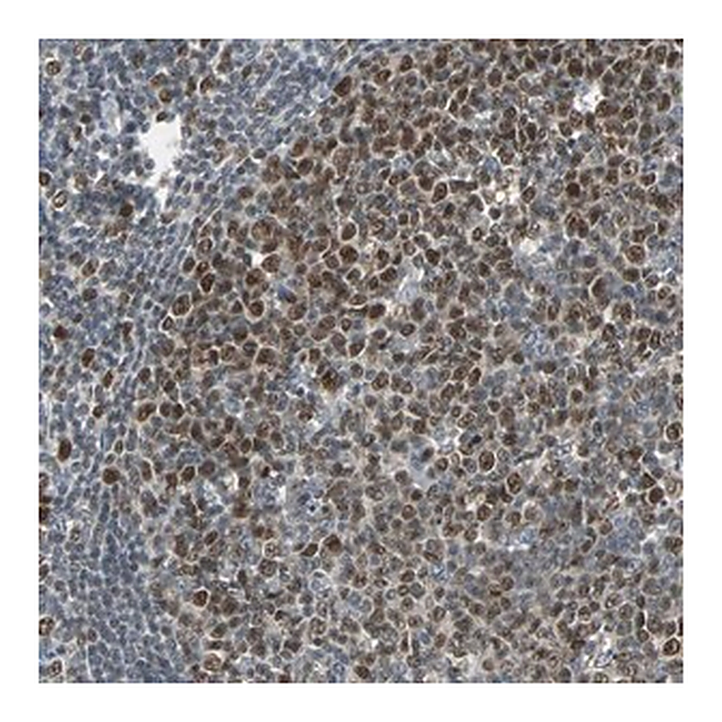 Merck Anti-HLX antibody produced in rabbit