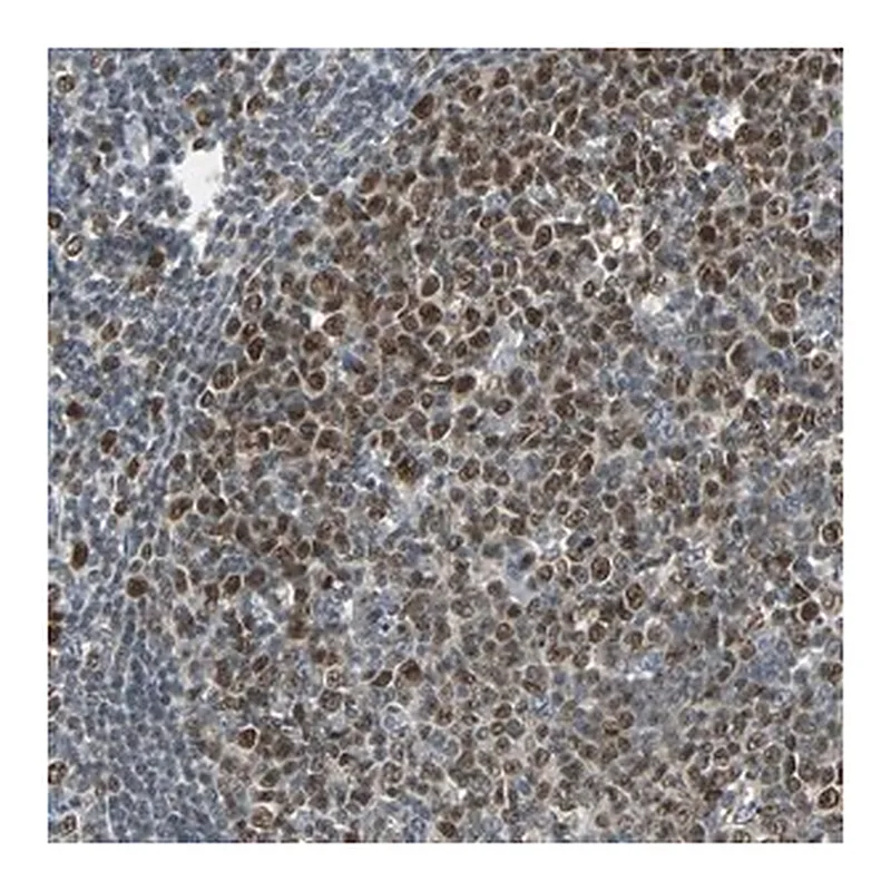 Merck Anti-HLX antibody produced in rabbit