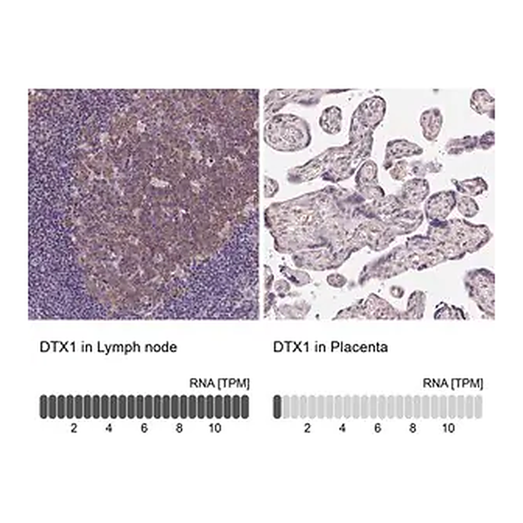 Merck Anti-DTX1 antibody produced in rabbit