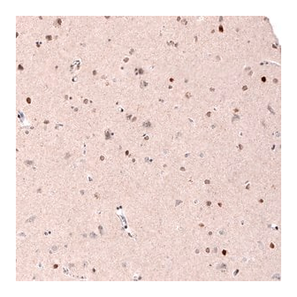 Merck Monoclonal Anti-CUX1 antibody produced in mouse