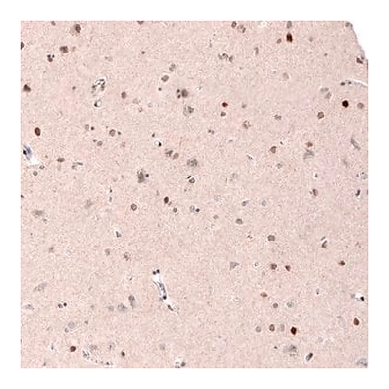Merck Monoclonal Anti-CUX1 antibody produced in mouse
