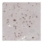 Merck Anti-AGPS antibody produced in rabbit