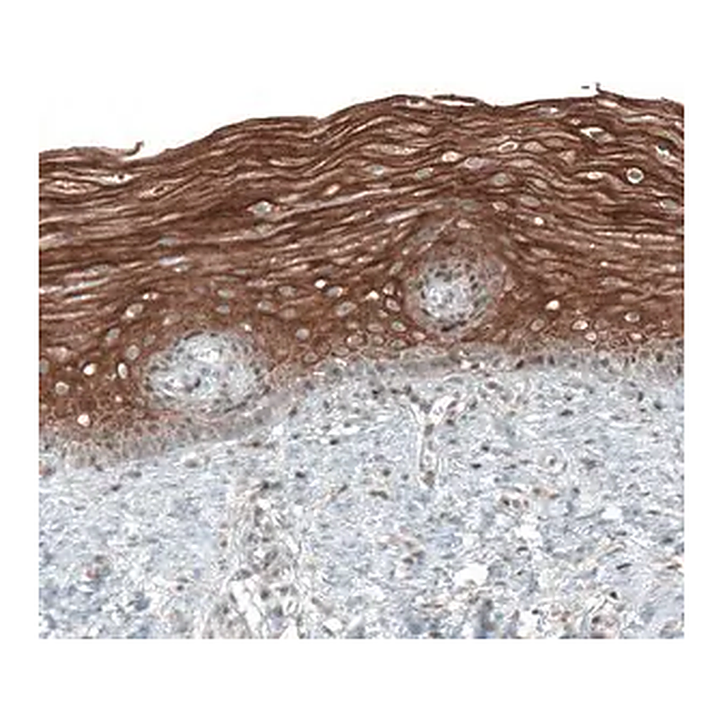 Merck Anti-PAPD5 antibody produced in rabbit