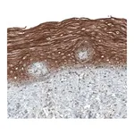 Merck Anti-PAPD5 antibody produced in rabbit