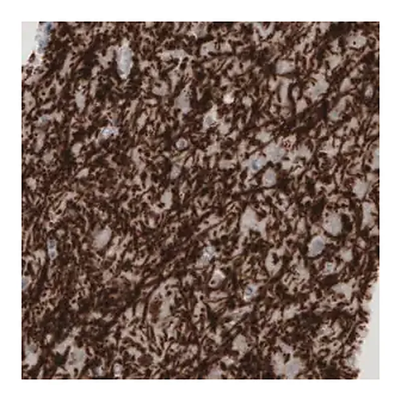 Merck Monoclonal Anti-MBP antibody produced in mouse