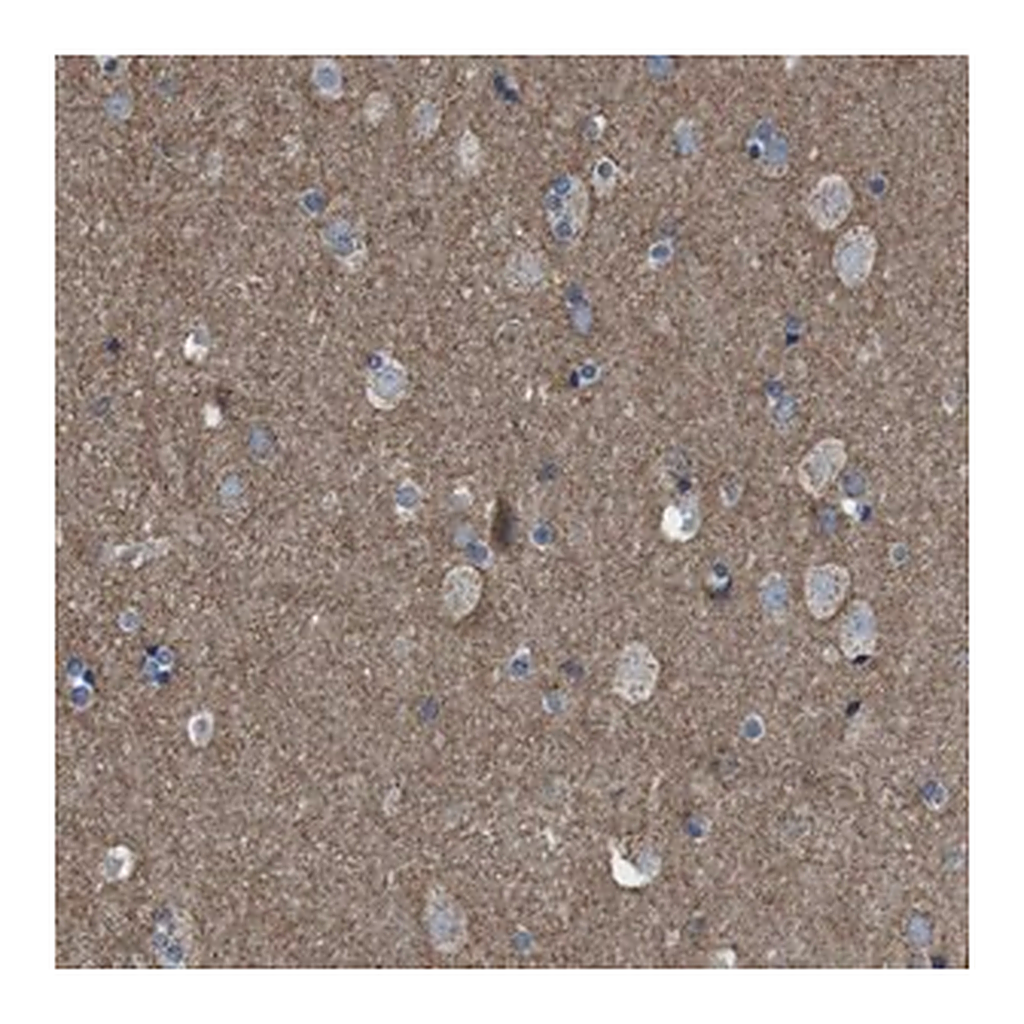 Merck Anti-GRIK2 antibody produced in rabbit