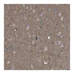 Merck Anti-GRIK2 antibody produced in rabbit