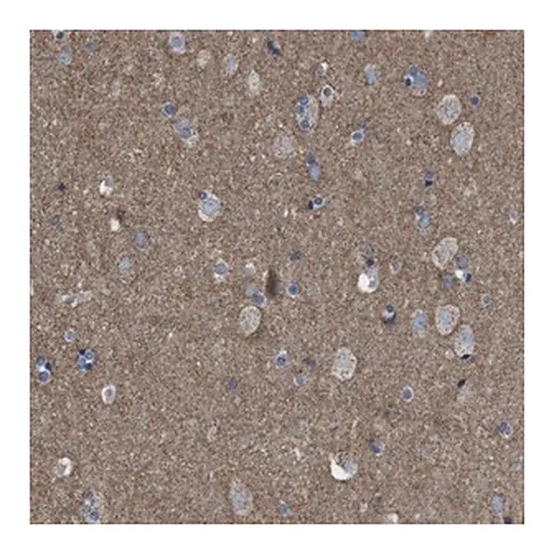 Merck Anti-GRIK2 antibody produced in rabbit