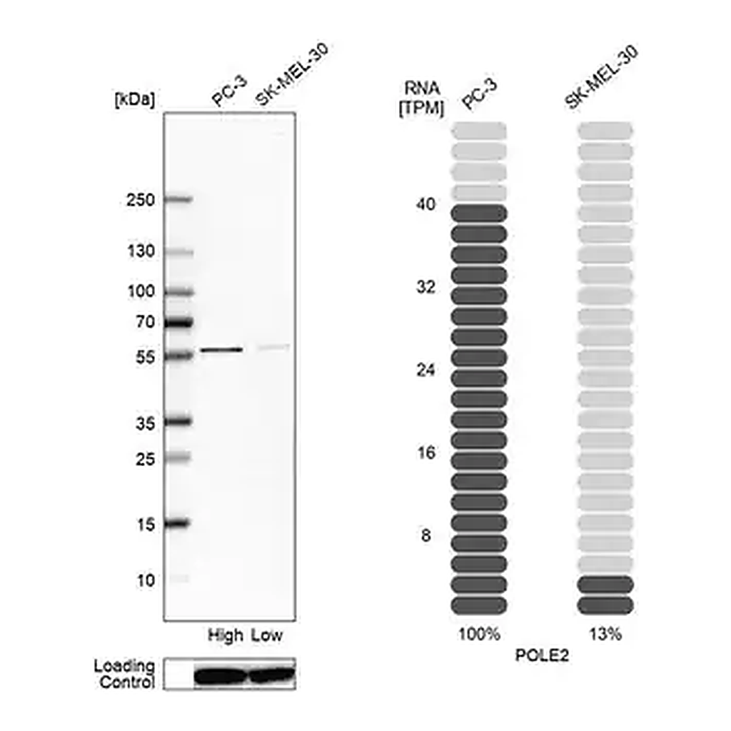 Merck Anti-POLE2 antibody produced in rabbit