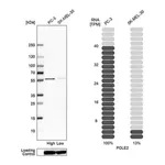 Merck Anti-POLE2 antibody produced in rabbit