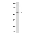 Merck Anti-Akt1/PKBα Antibody