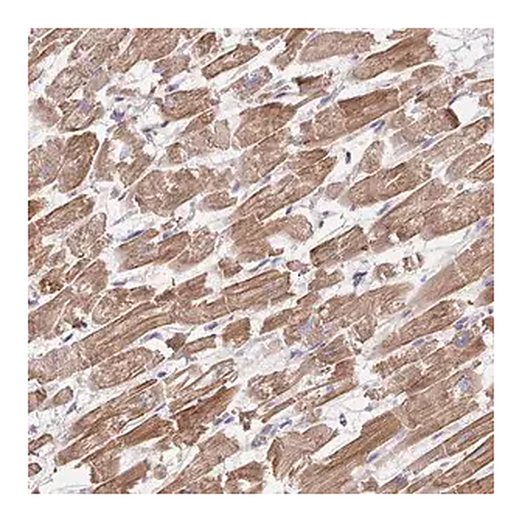 Merck Anti-FZD2 antibody produced in rabbit