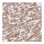 Merck Anti-FZD2 antibody produced in rabbit