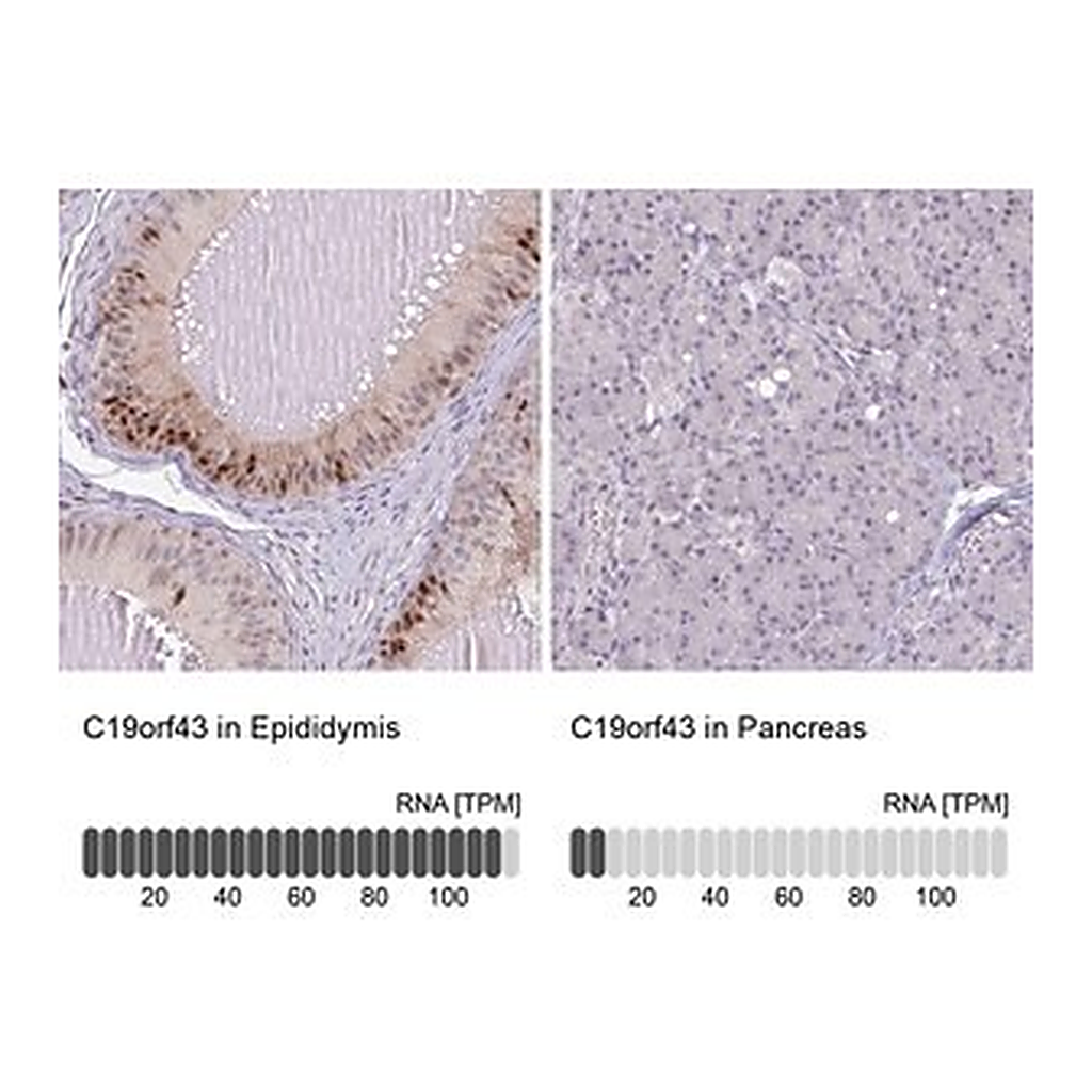 Merck Anti-C19orf43 antibody produced in rabbit