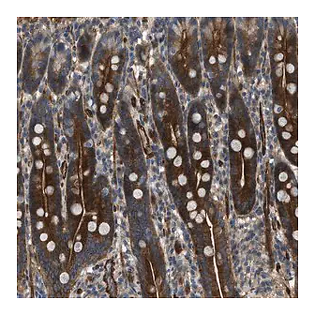 Merck Anti-NYNRIN antibody produced in rabbit