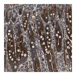 Merck Anti-NYNRIN antibody produced in rabbit