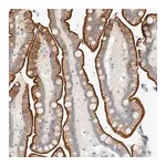 Merck Anti-C1QTNF12 antibody produced in rabbit