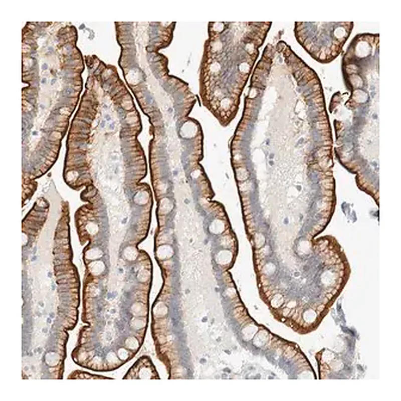 Merck Anti-C1QTNF12 antibody produced in rabbit