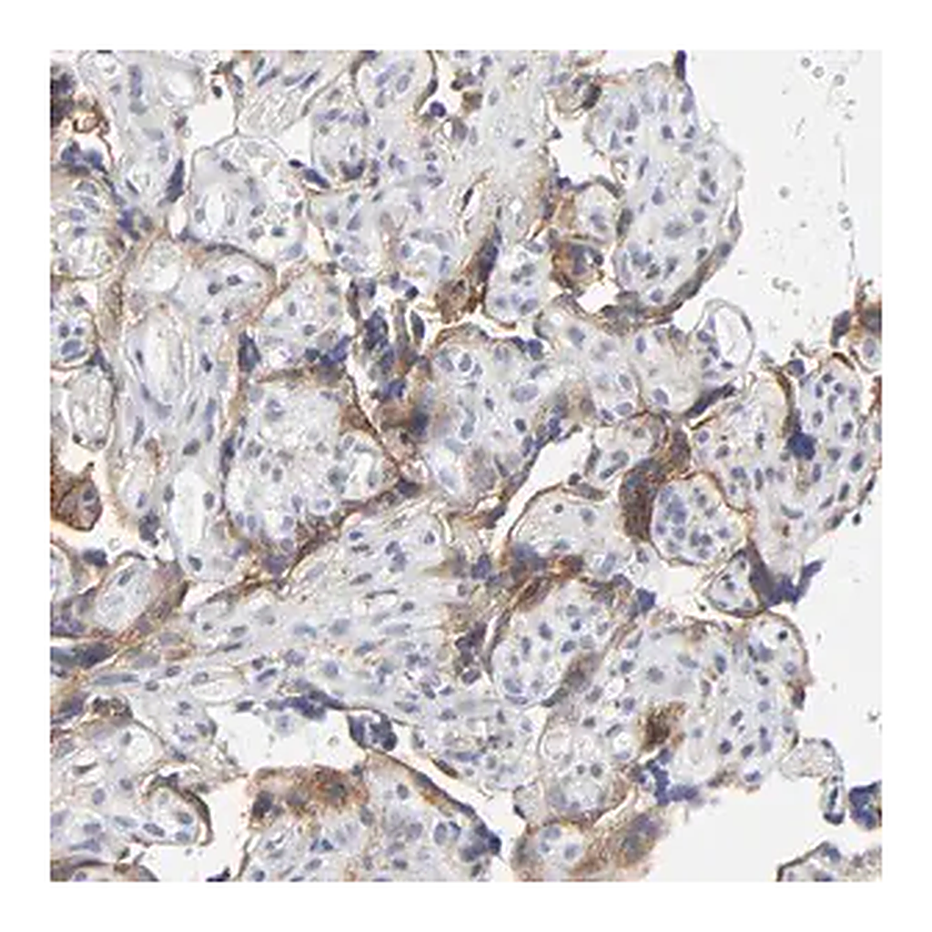 Merck Anti-LRP1 antibody produced in rabbit