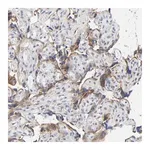 Merck Anti-LRP1 antibody produced in rabbit