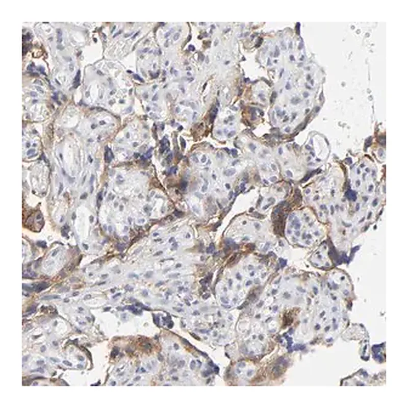 Merck Anti-LRP1 antibody produced in rabbit