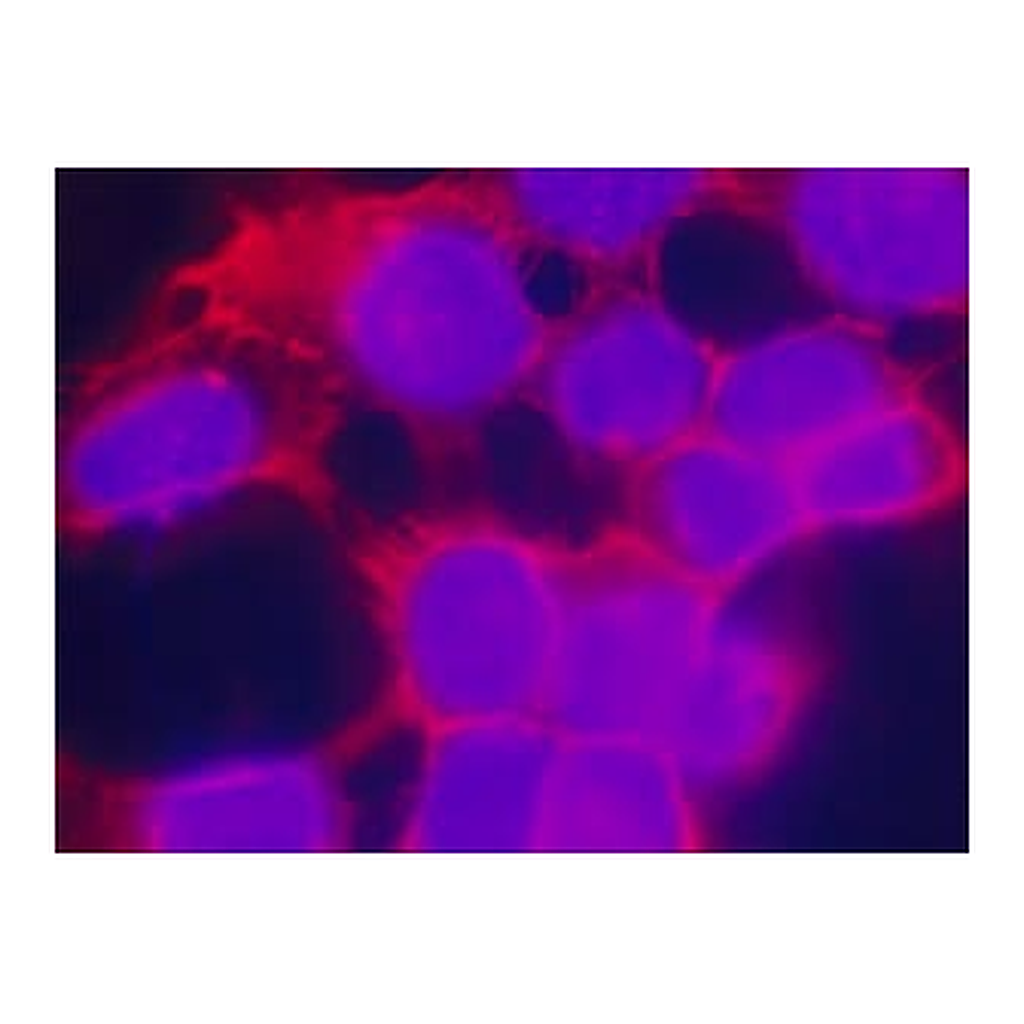 Merck Anti-Epidermal Growth Factor (EGF) Receptor, Mouse monoclonal