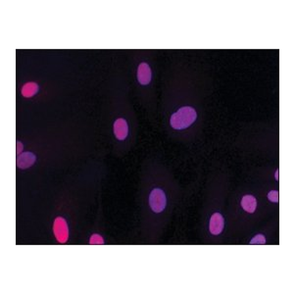 Merck Anti-HMGB2 (HMG2) antibody produced in rabbit